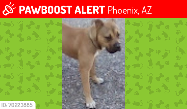 Lost Male Dog last seen Jefferson and 21 ave PHX, Phoenix, AZ 85009
