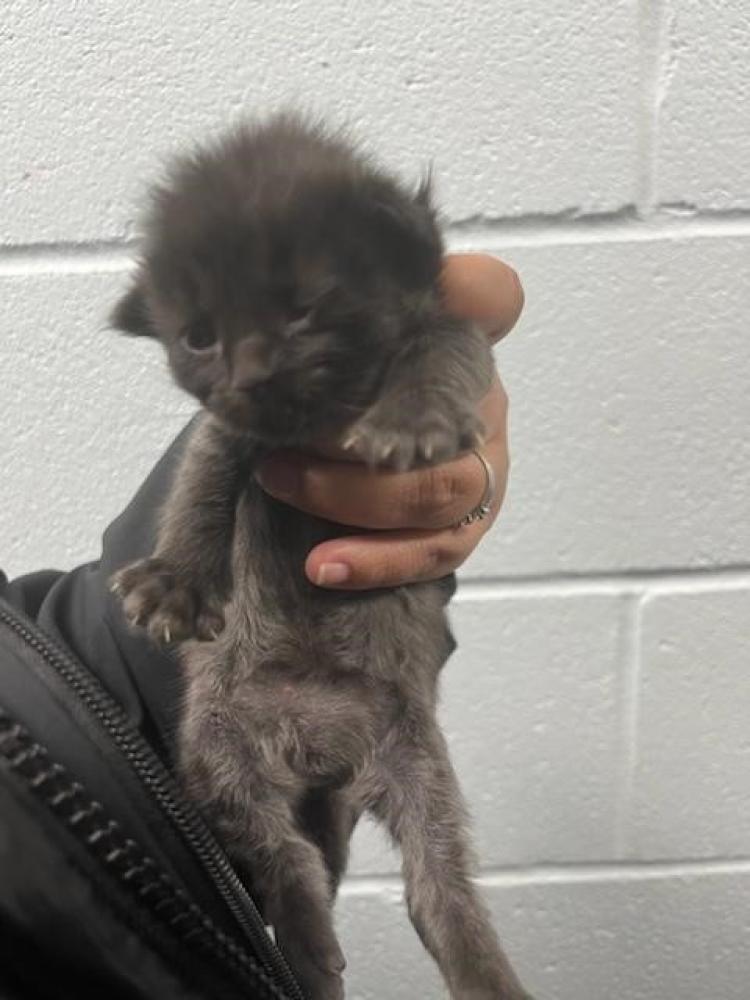 Shelter Stray Male Cat last seen CHARLOTTE, Charlotte, NC 28217