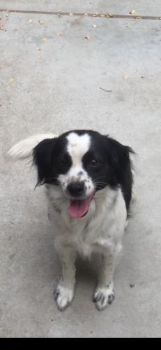 Lost Female Dog last seen Clark & Gardendale, Bellflower, CA 90706