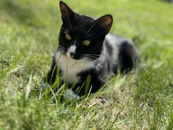 Lost Male Cat last seen Monroe and 16th street, Decatur, IN 46733