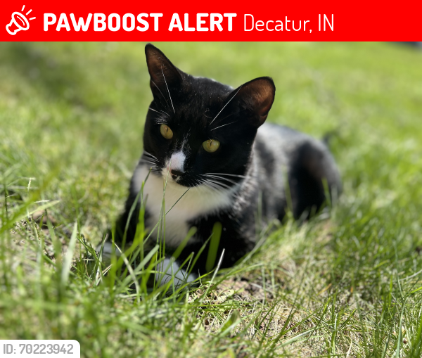 Lost Male Cat last seen Monroe and 16th street, Decatur, IN 46733