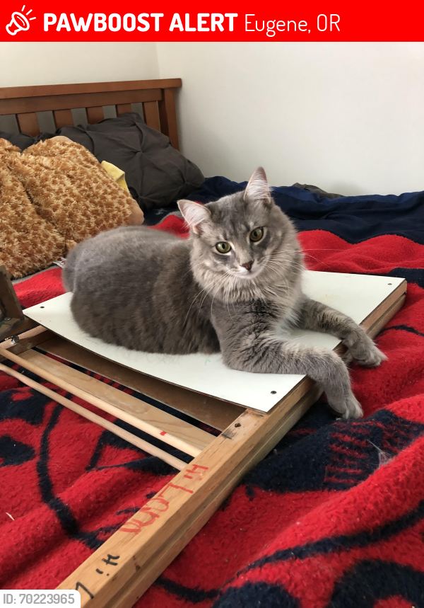 Eugene, OR Lost Male Cat, Merlin Is Missing | PawBoost