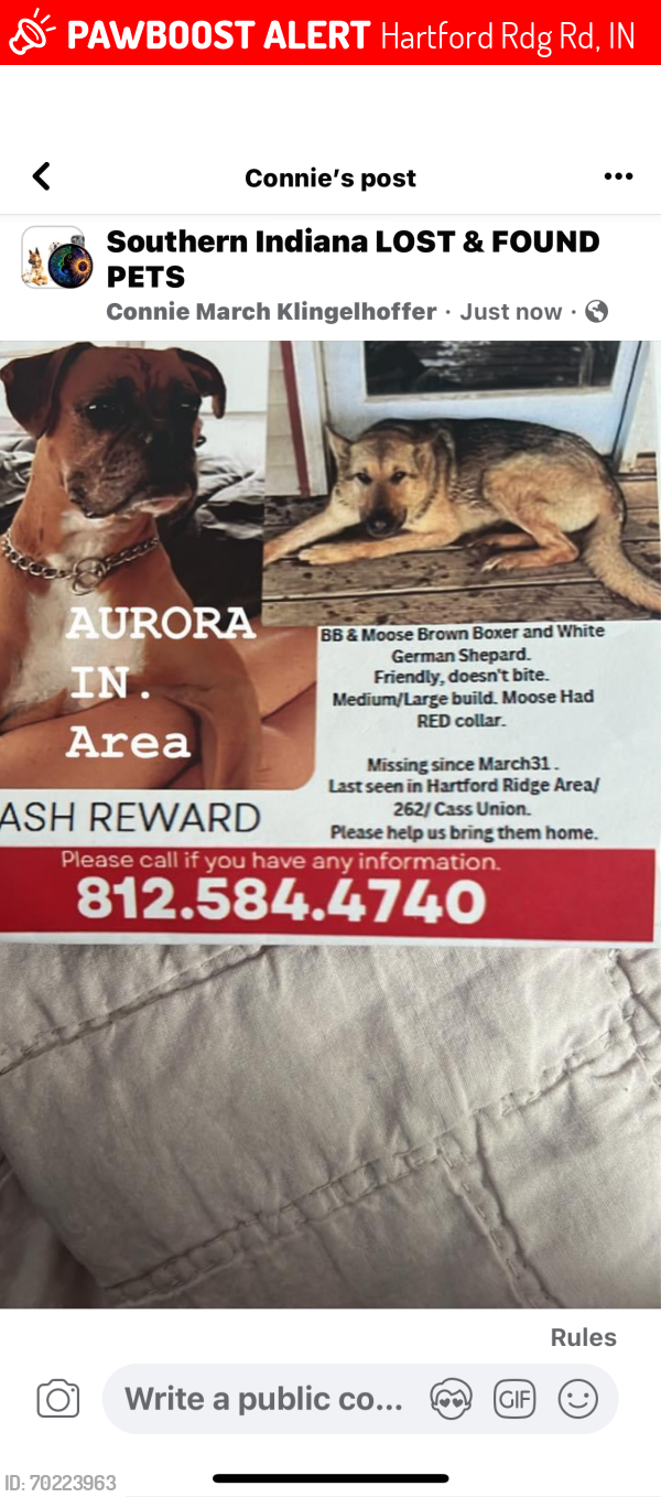 Lost Female Dog last seen Hartford Ridge Dillsboro, Hartford Rdg Rd, IN 47040