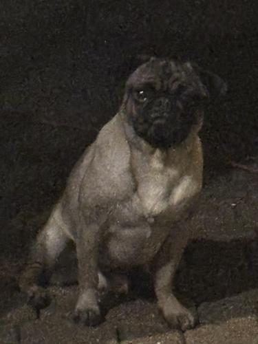 Lost Male Dog last seen garden road, Pearland, TX 77581