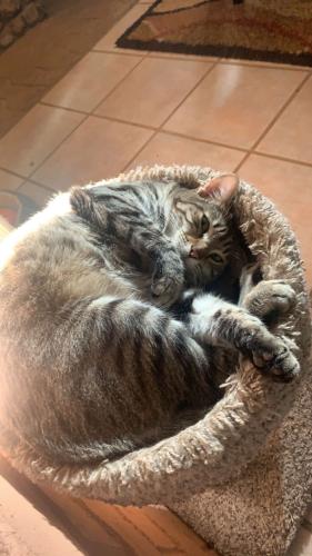 Lost Male Cat last seen Coors and st joseph's , Albuquerque, NM 87120