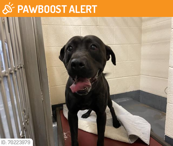 Shelter Stray Male Dog last seen Near , Indianapolis, IN 46221