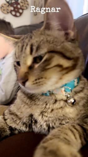 Lost Male Cat last seen Campbell and Page at 431 W Page Street , Springfield, MO 65806