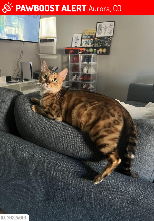 Lost Female Cat last seen S cimarron way and e security dr, Aurora, CO 80011