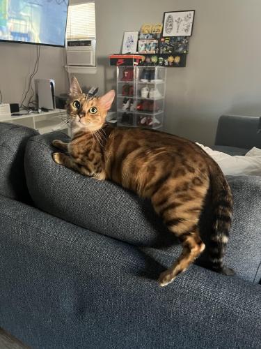 Lost Female Cat last seen S cimarron way and e security dr, Aurora, CO 80011