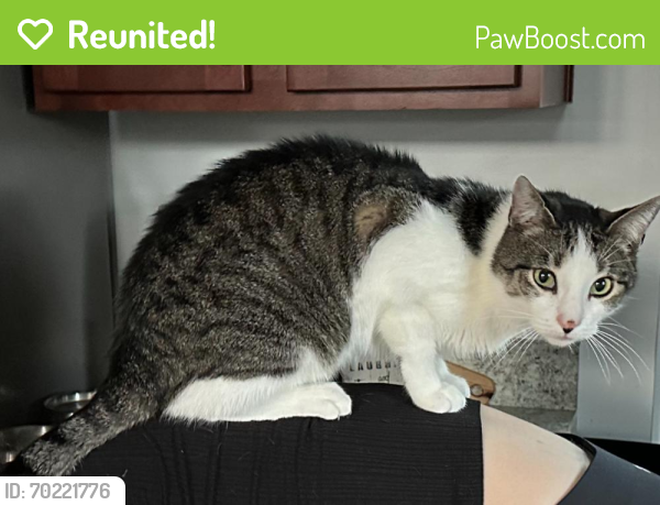Reunited Male Cat last seen Archstone, Virginia Beach, VA 23456