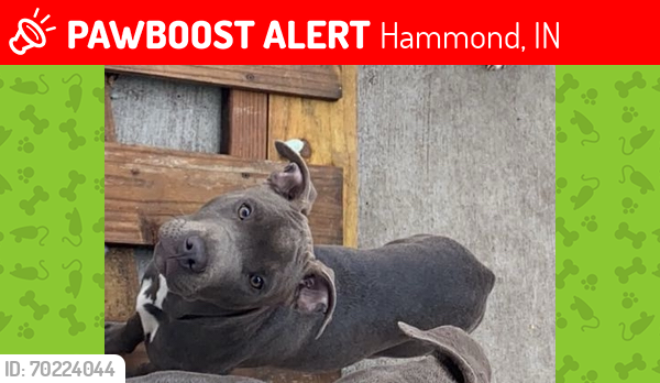 Lost Female Dog last seen Sherman st . ,Columbia ave .hammond Indiana , Hammond, IN 46320