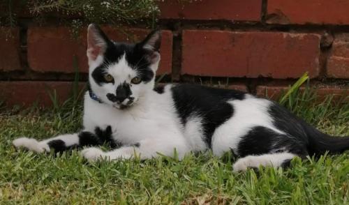 Lost Male Cat last seen Near Karel Trichardt Ave, Mountain View , Pretoria, GP 0082
