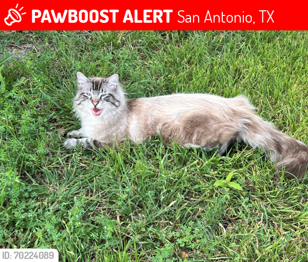 Lost Male Cat last seen Shavano Ridge, San Antonio, TX 78231