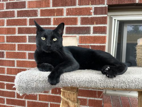 Lost Male Cat last seen 91st and Russell Way, Thornton, CO 80229