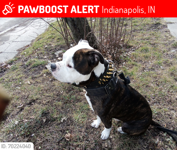 Lost Male Dog last seen New York and Euclid avenue, Indianapolis, IN 46201