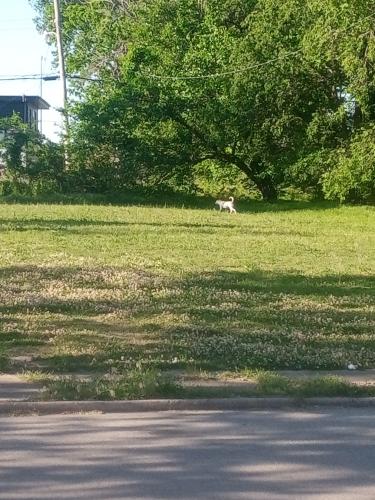 Found/Stray Unknown Dog last seen E seminole st and n Rockford ave, Tulsa, OK 74106