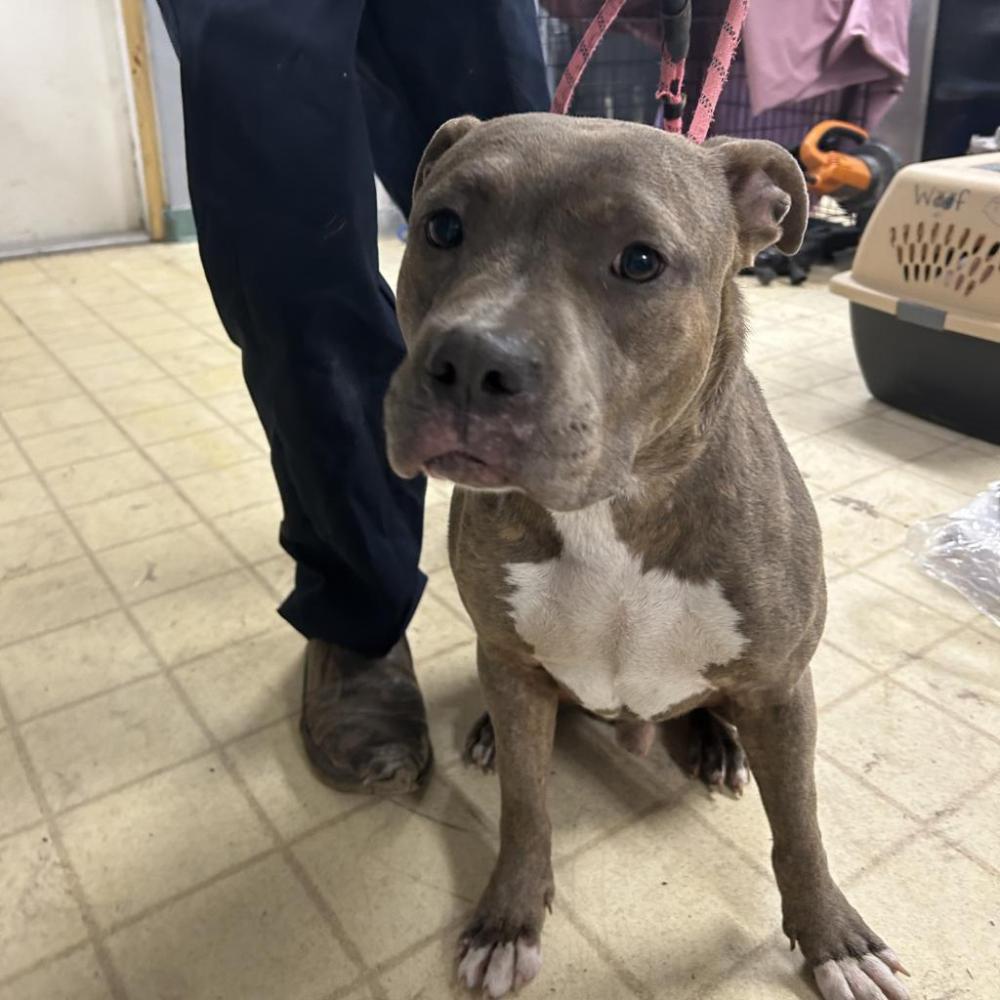 Shelter Stray Male Dog last seen , Lake City, FL 32055