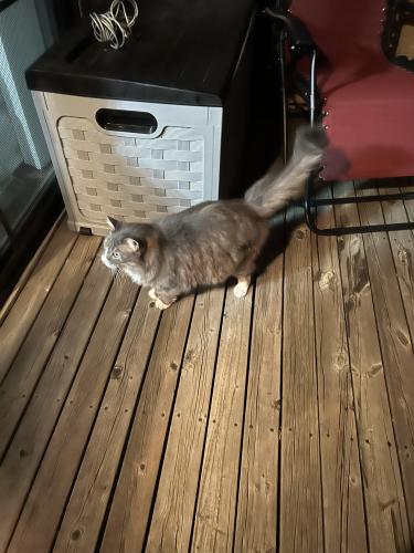 Lost Male Cat last seen Rangeline Rd., Berrien Springs, MI 49103