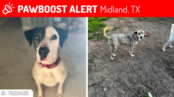 Lost Male Dog last seen Midland, Tx, Midland, TX 79707