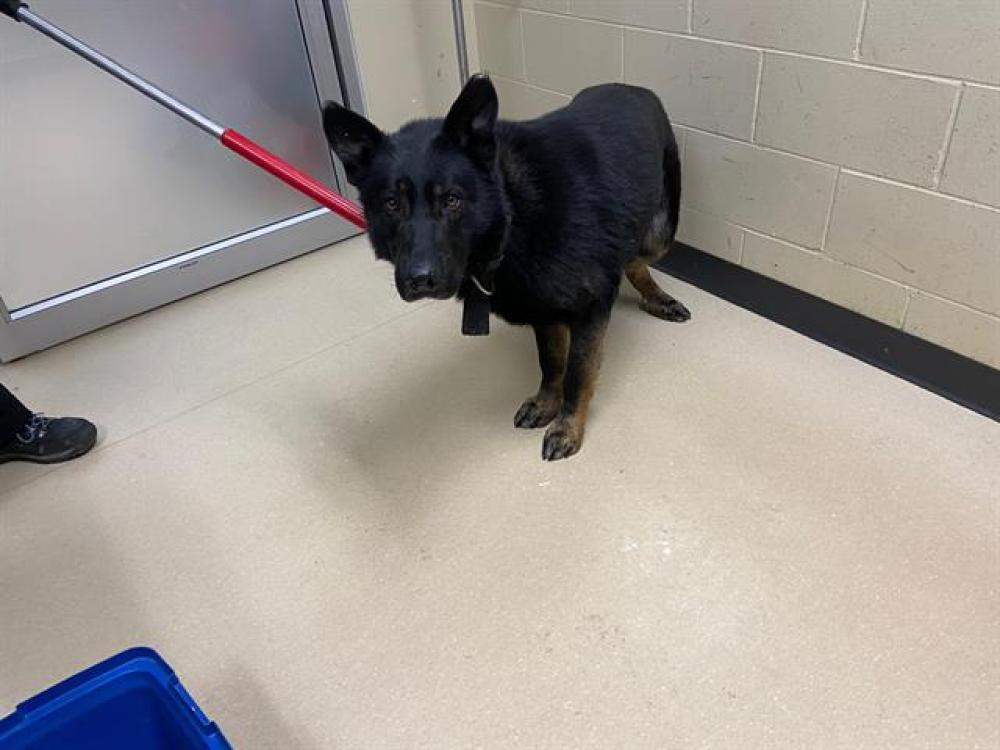 Shelter Stray Male Dog last seen Near BLOCK N 34TH ST, West Milwaukee, WI 53215