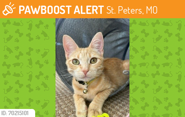 Shelter Stray Female Cat last seen ST CHARLES CO, St. Peters, MO 63376