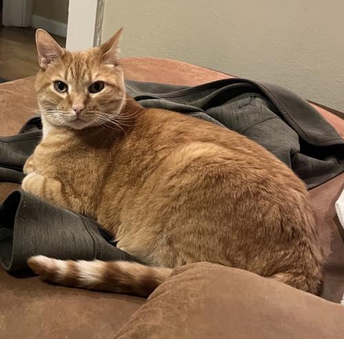 Lost Male Cat last seen E Louisiana Ave and South Grant Street, Denver, CO 80210