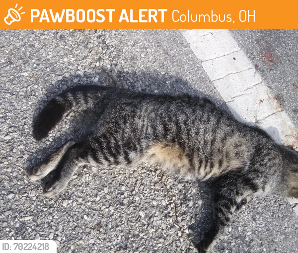Found/Stray Unknown Cat last seen Agler Road by the bridge, Columbus, OH 43219
