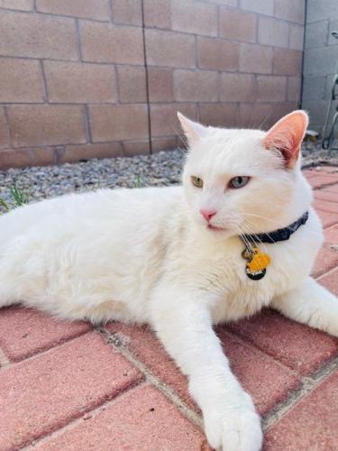 Lost Male Cat last seen Coors and Illff , Albuquerque, NM 87105