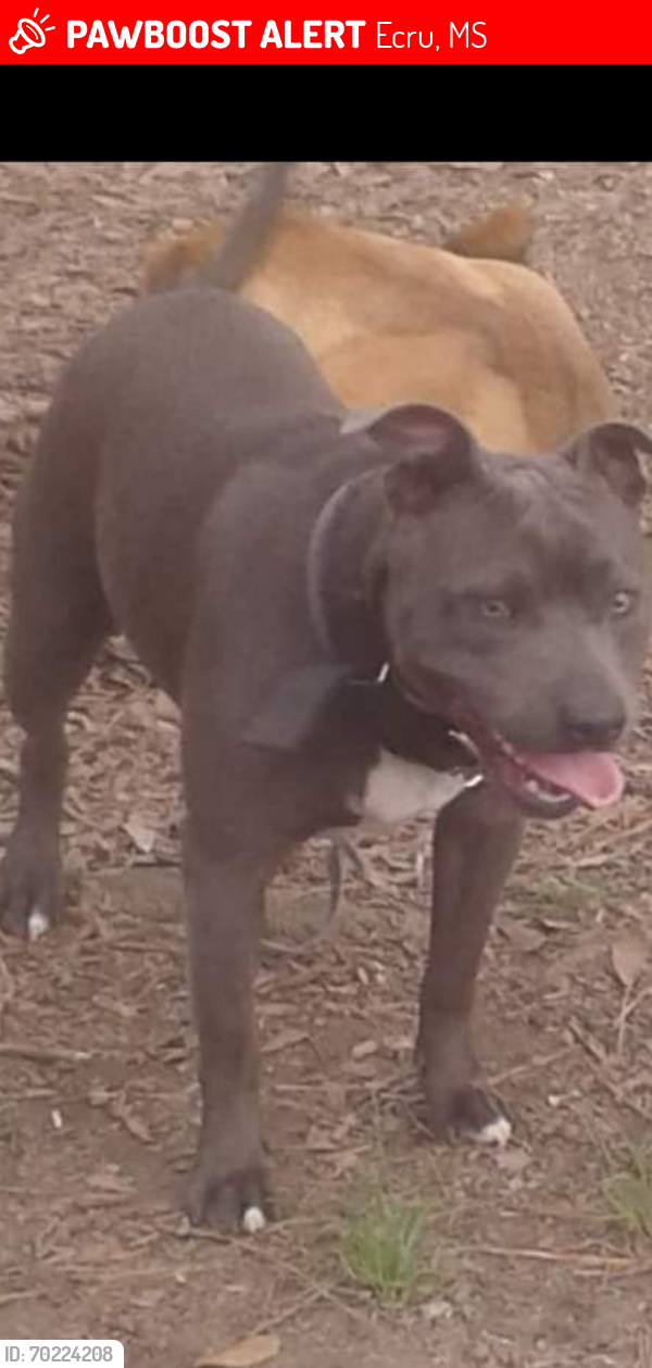 Lost Female Dog last seen Cherry creek store about three miles to my  right and cr107 crosses through about t ileft  taking you to hwy 15. J and  J store at the end of my road on my left, Ecru, MS 38841