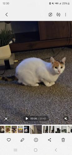 Lost Female Cat last seen Douglas ave off of Marion and Park ave, Mansfield, OH 44906