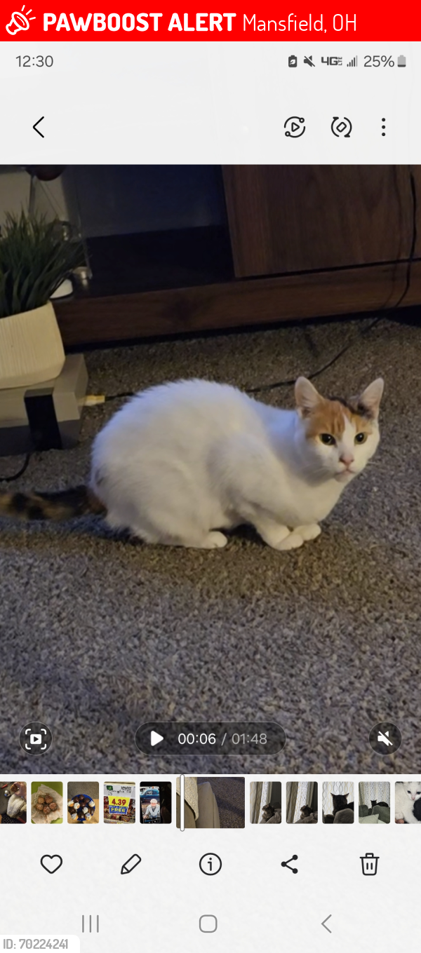 Lost Female Cat last seen Douglas ave off of Marion and Park ave, Mansfield, OH 44906