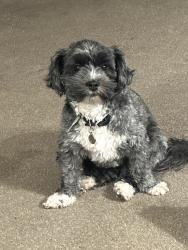 Lost Female Dog last seen Loch Raven Blvd and Taylor Ave, Parkville, MD 21234