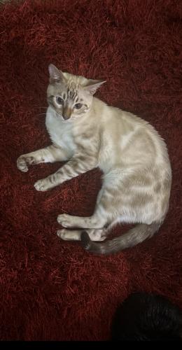 Lost Male Cat last seen Tesson Ferry and Woodstile court , St. Louis, MO 63128