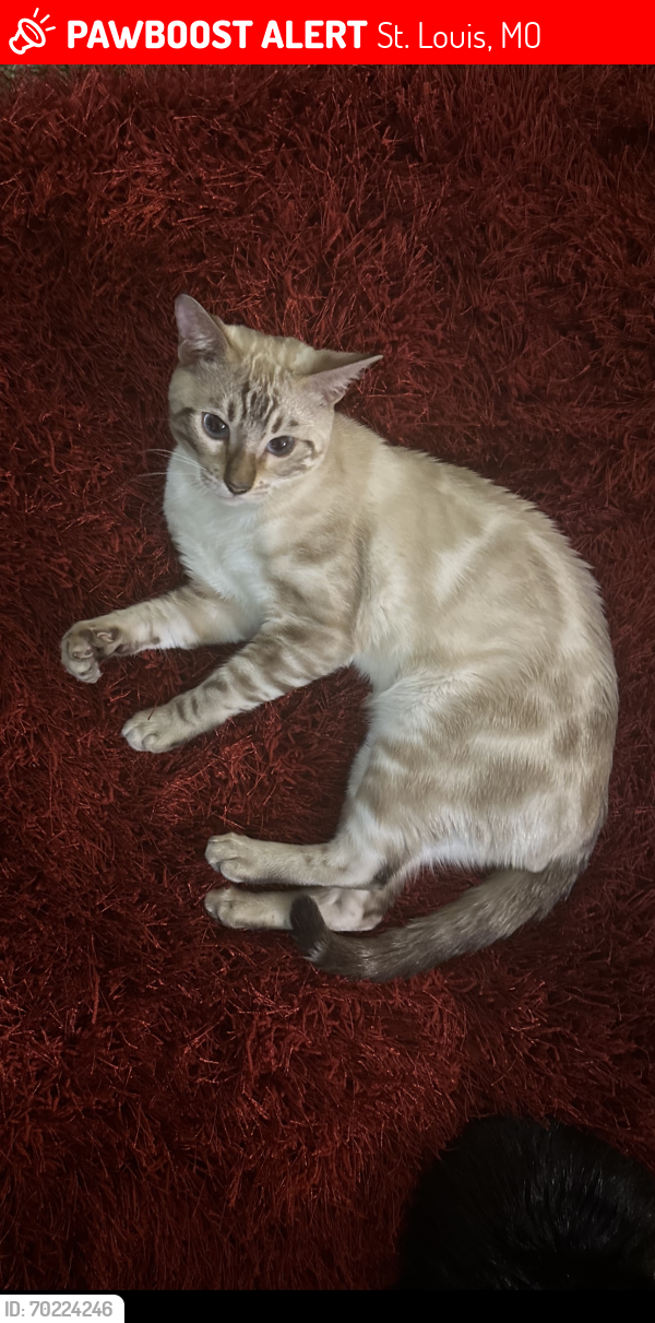 Deceased Male Cat last seen Tesson Ferry and Woodstile court , St. Louis, MO 63128