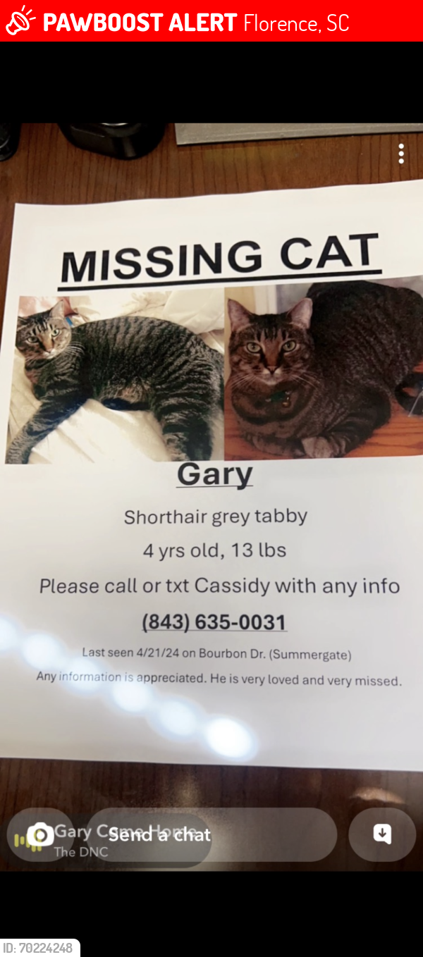 Lost Male Cat last seen Summergate, Bourbon Drive, Florence, SC 29501