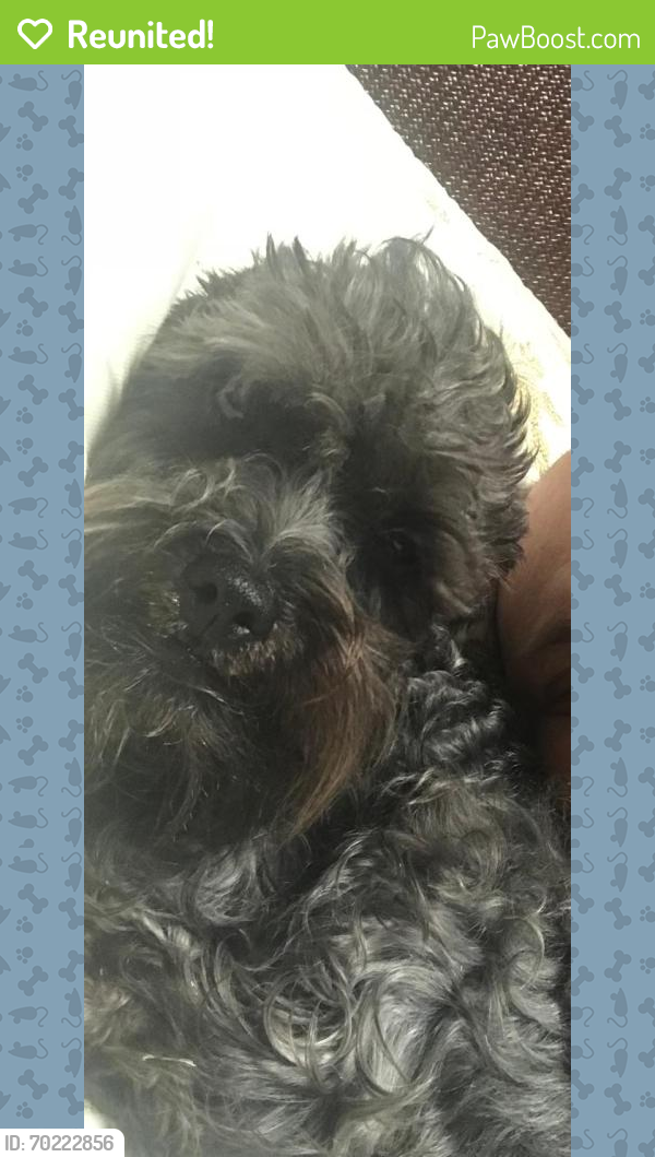 Reunited Male Dog last seen Near Granger Ave , Floral Park, NY 11001