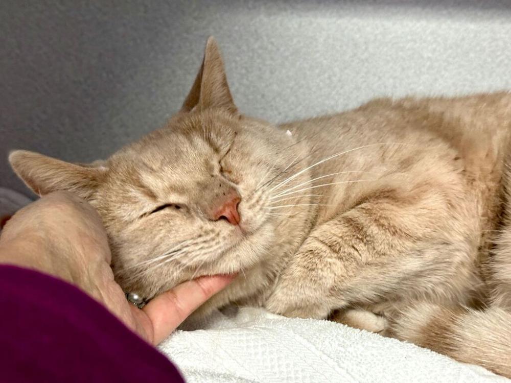 Shelter Stray Male Cat last seen Near W 151 Street, NEW YORK, NY, 10039, New York, NY 10029