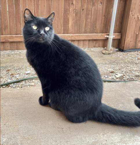 Lost Male Cat last seen Near Panther Creek and Hillside, Belmont Woods neighborhood, Frisco, TX 75035