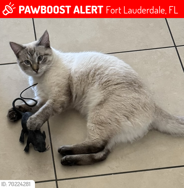 Lost Female Cat last seen NE 27th Ave & NE 32nd St, Fort Lauderdale, FL 33306