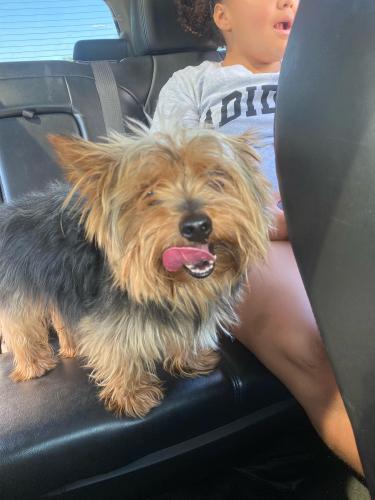 Lost Male Dog last seen Alley between 50th & 49th on Storer , Cleveland, OH 44109