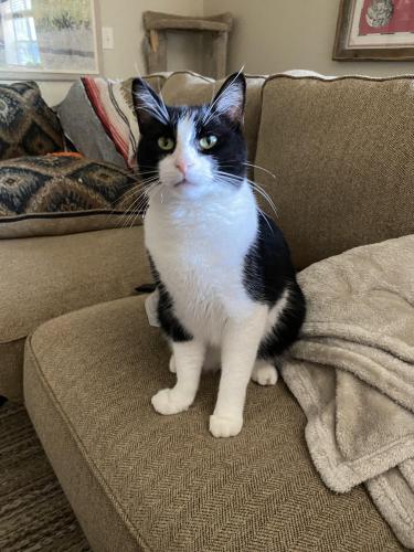 Lost Male Cat last seen Houston Hill Road and Boat Club Road, Fort Worth, TX 76179