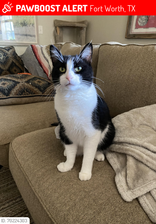 Lost Male Cat last seen Houston Hill Road and Boat Club Road, Fort Worth, TX 76179