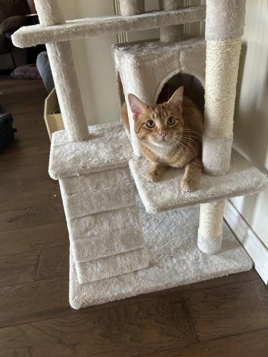 Lost Male Cat last seen DeCharles Ave and S Cameron Ave Tyler, TX, Tyler, TX 75701