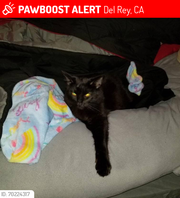 Lost Male Cat last seen Redondo and Carmel , Del Rey, CA 93616