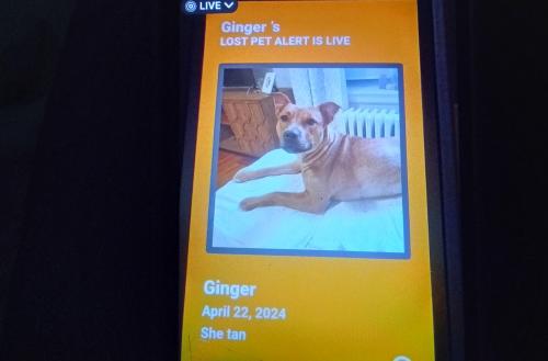 Lost Female Dog last seen Fort independence park , The Bronx, NY 10463
