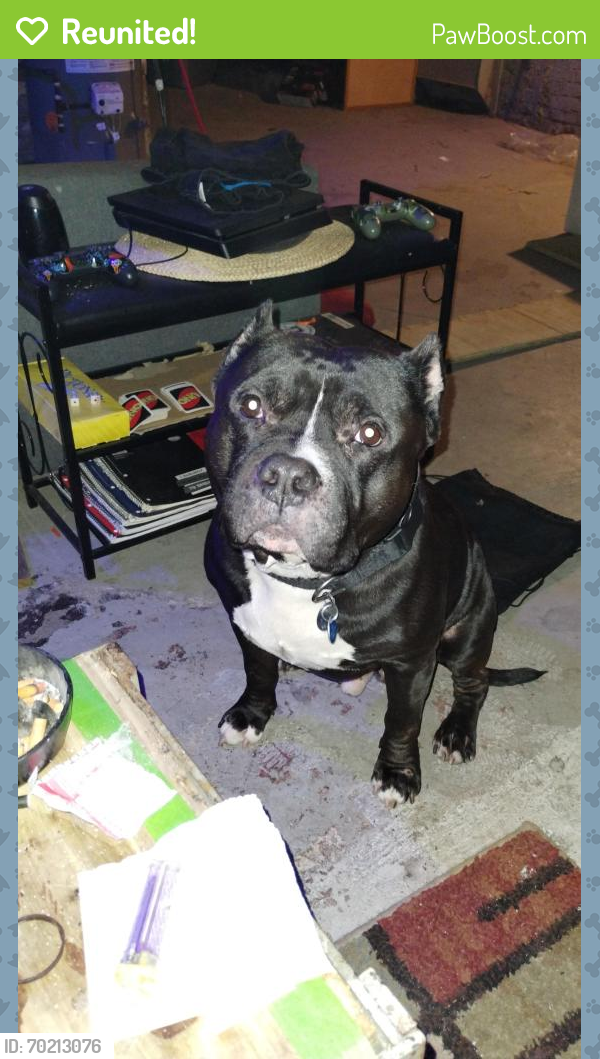 Reunited Male Dog last seen Clark ave, Cleveland, OH 44109
