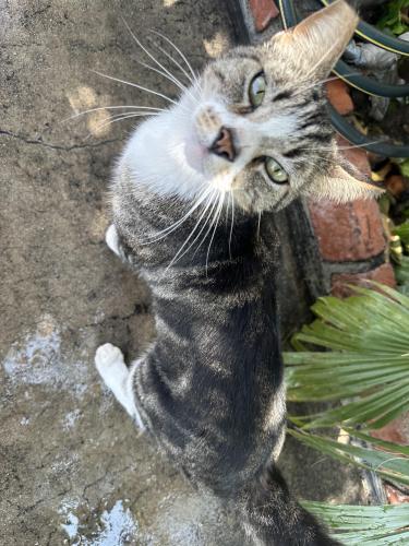 Lost Male Cat last seen Near lindsey ave pico rivera 90660, Pico Rivera, CA 90660