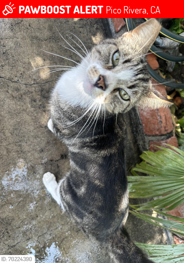 Lost Male Cat last seen Near lindsey ave pico rivera 90660, Pico Rivera, CA 90660