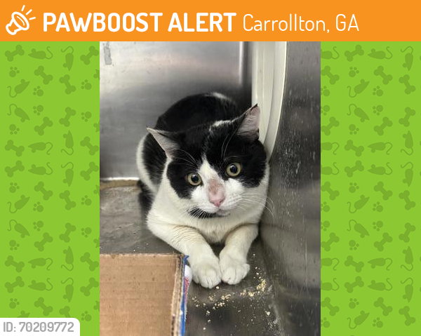 Shelter Stray Male Cat last seen Carroll County, GA 30117, Carrollton, GA 30117