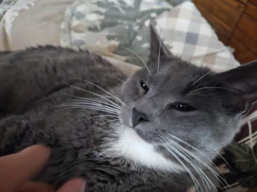 Lost Male Cat last seen Wagner and Goodson, Canyon County, ID 83607